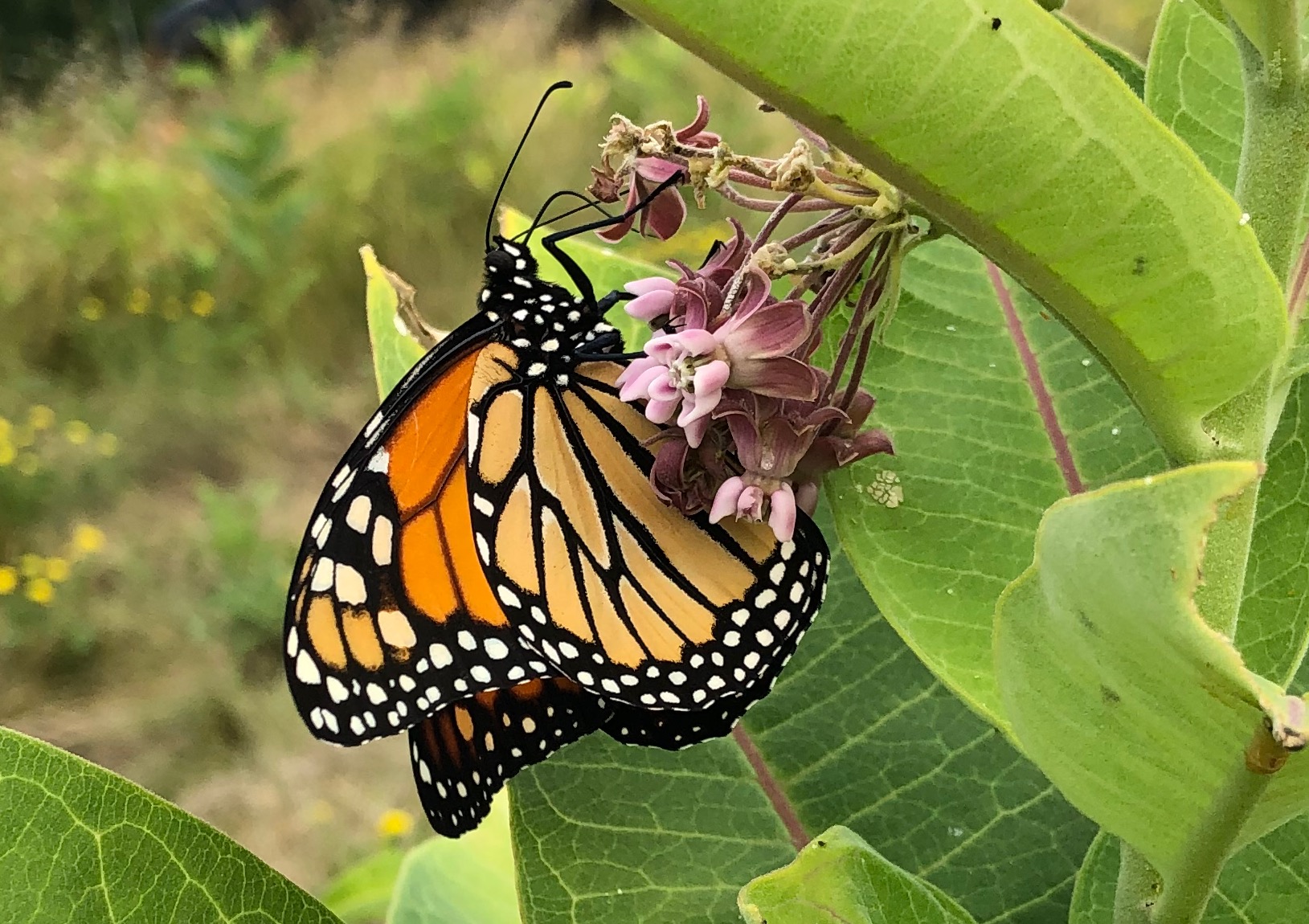 adult monarch butterfly drinking nectar from milkweed flower